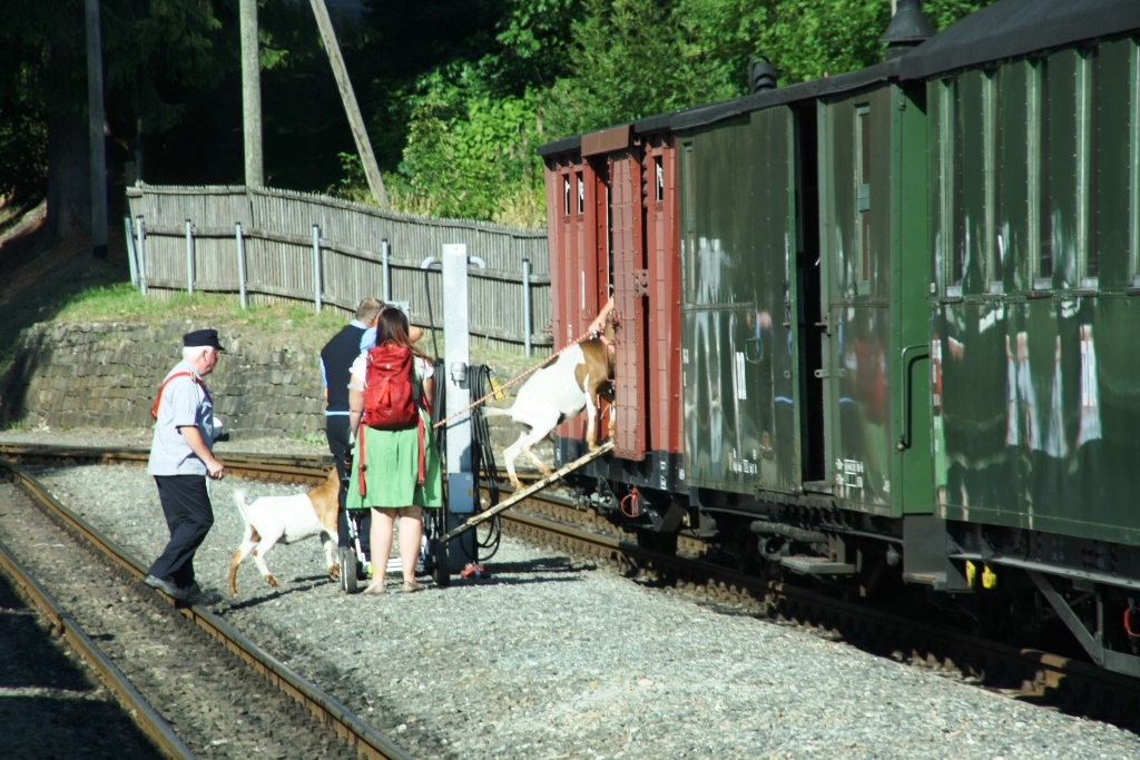 220813 026 Oberwiesenthal Bf SDG F Ziegenhirt mit Herde beim Einladen in DR Gterwagen GGwhEl 97 15 05